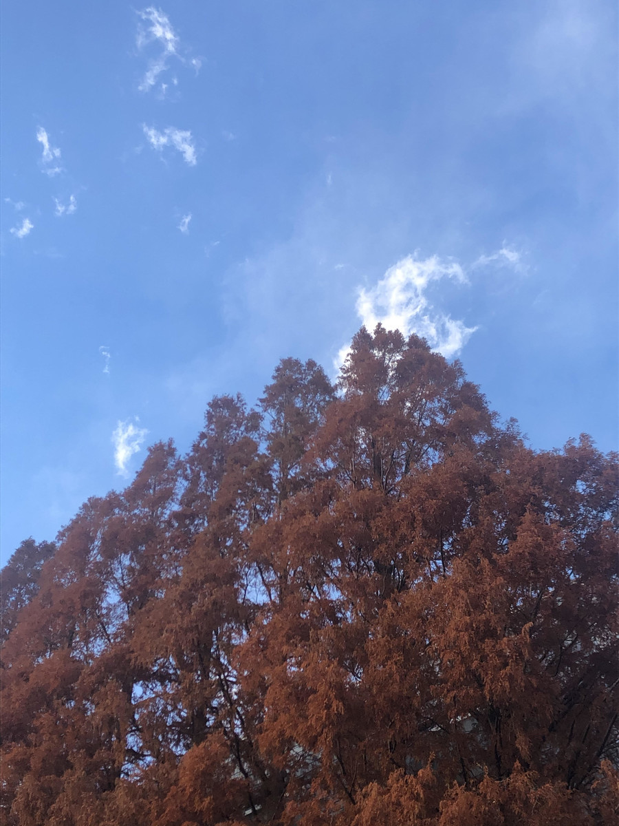 f:id:tokyo_sotai:20201217134447j:plain