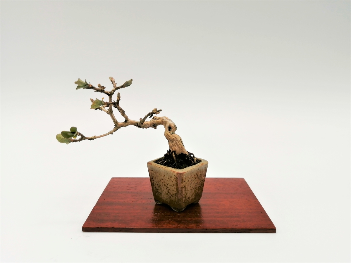 □ウグイスカグラ a species of honeysuckle - 東京盆栽日記～はさみ 
