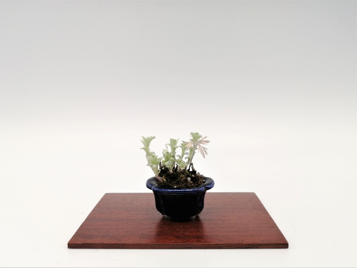朝霧草 Silvermound Artemisia 東京盆栽日記 はさみ作りと豆盆栽