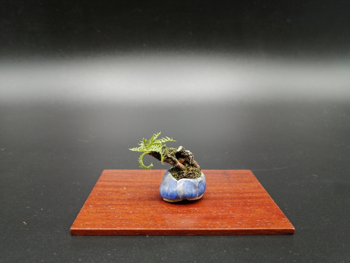 f:id:tokyobonsai:20210313133952j:plain