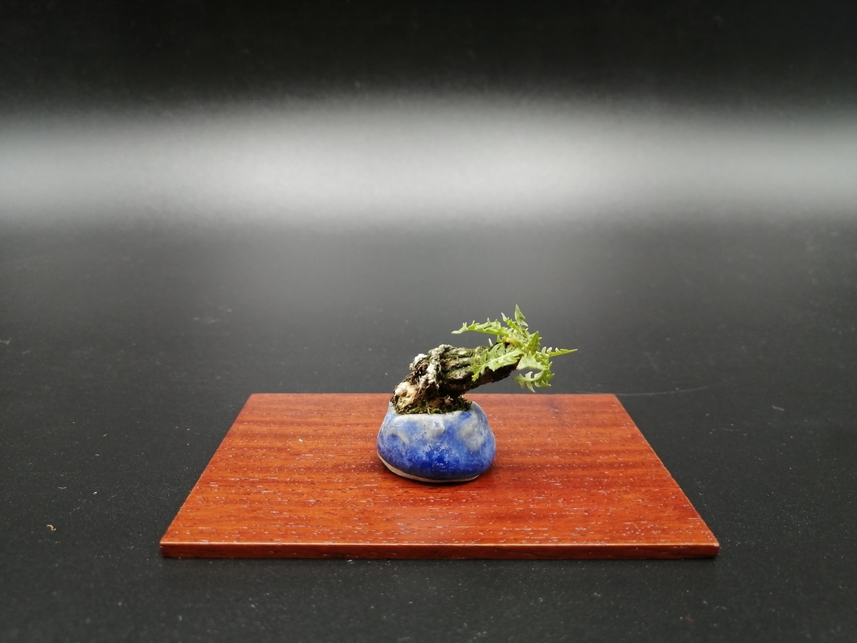 □たんぽぽ Dandelion - 東京盆栽日記～はさみ作りと豆盆栽～