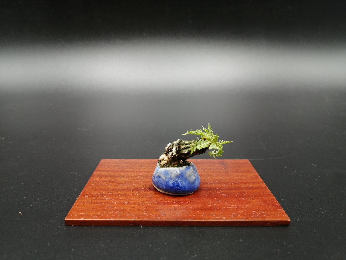 f:id:tokyobonsai:20210313133956j:plain