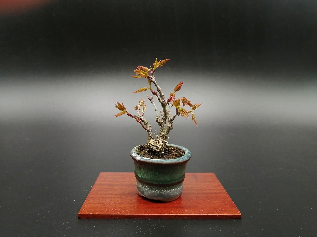 モミジ Japanese Maple 東京盆栽日記 はさみ作りと豆盆栽
