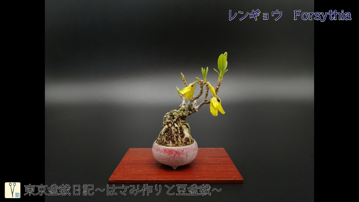 レンギョウ Forsythia 東京盆栽日記 はさみ作りと豆盆栽