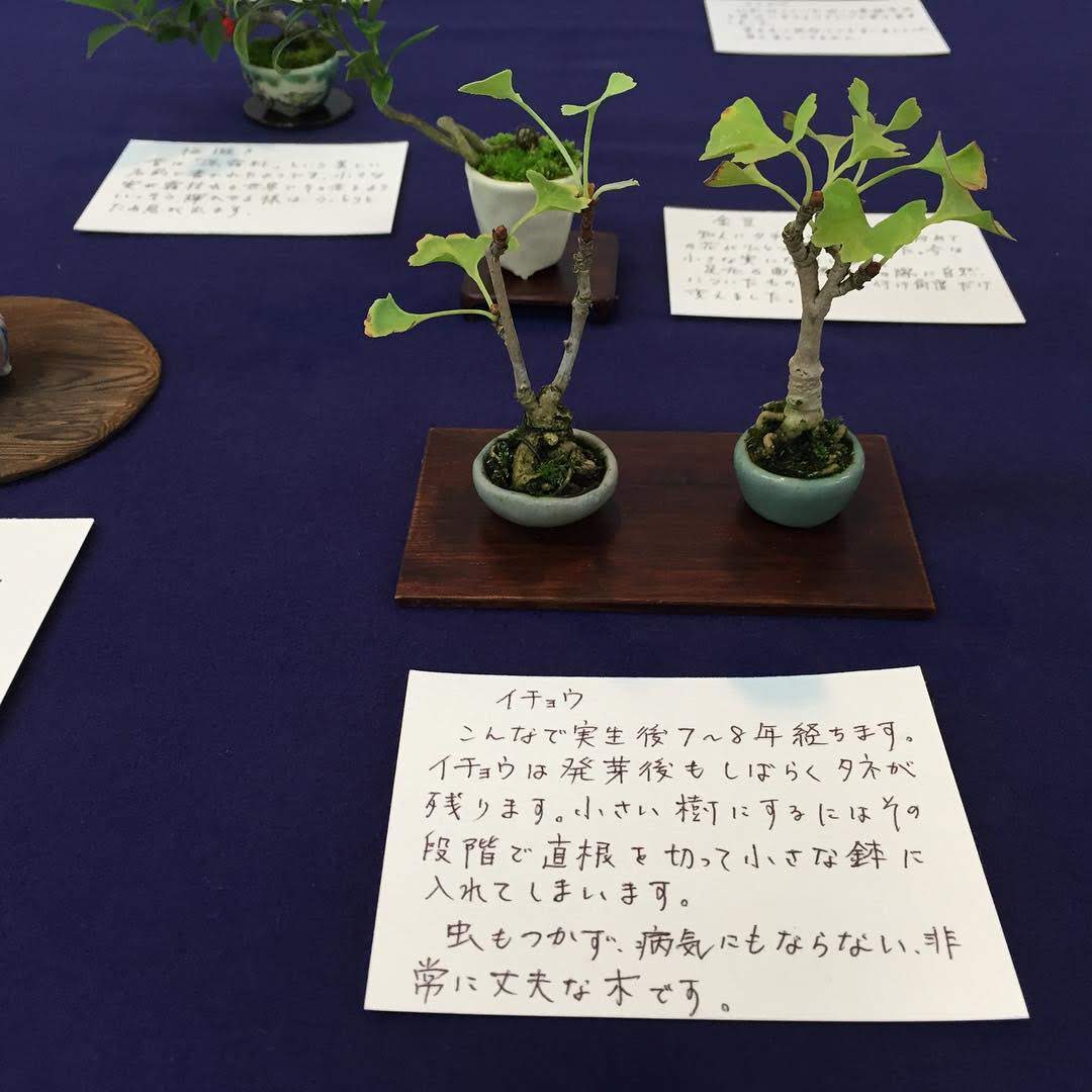 古木銀杏　盆栽 古木銀杏 盆栽 希少 古木感上々 見事な幹模様 乳イチョウ 乳いちょう 乳