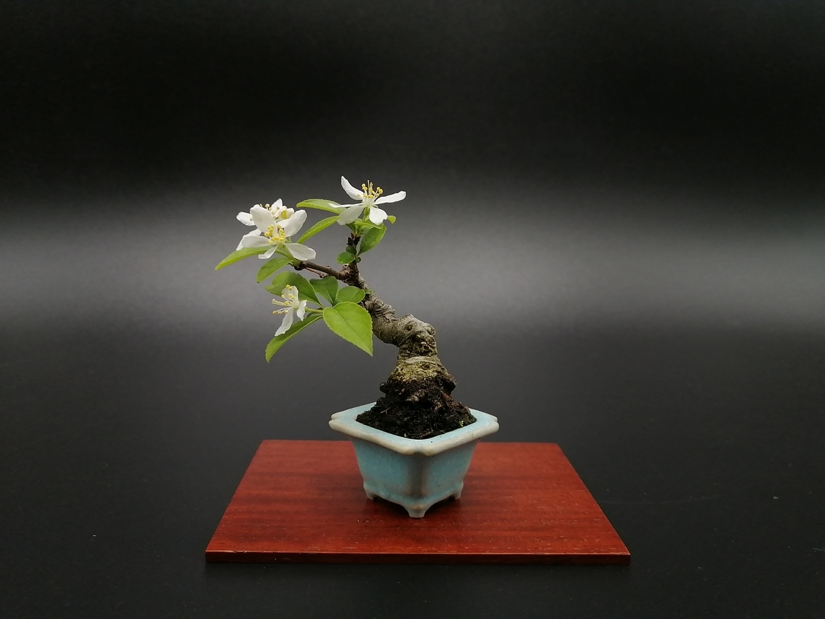 盆栽鉢 □ズミ Toringo Crabapple - 東京盆栽日記～はさみ作りと豆盆栽～