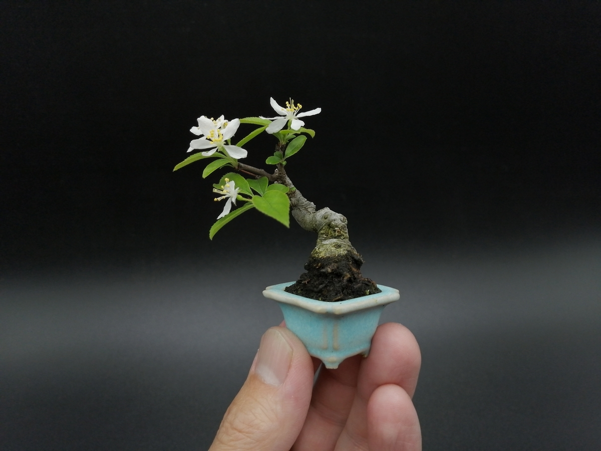 □ズミ Toringo Crabapple - 東京盆栽日記~はさみ作りと豆盆栽~ □ズミ Toringo Crabapple - 東京盆栽日記~はさみ作りと豆盆栽~