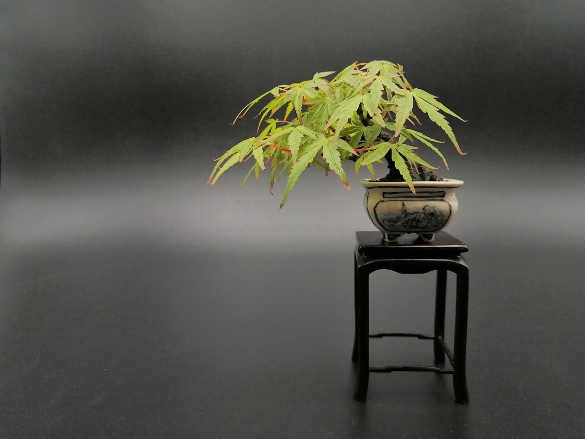 f:id:tokyobonsai:20210420223251j:plain