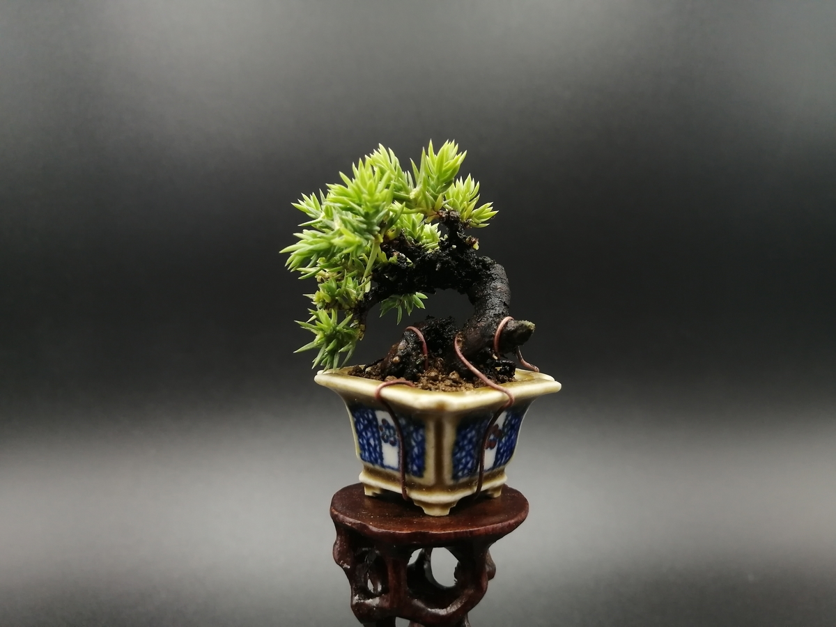 f:id:tokyobonsai:20210504071256j:plain