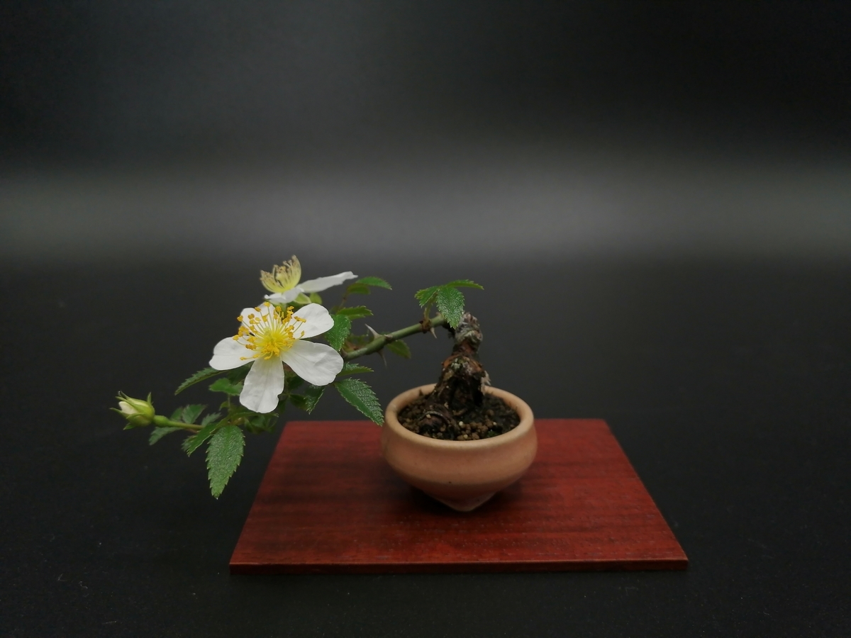 ★　屋久島マイヅル草盆栽 ☆ 屋久島マイヅル草盆栽