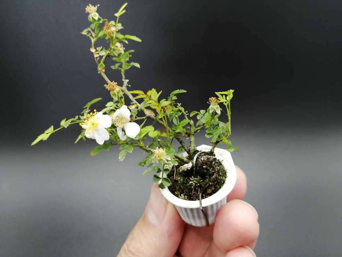 f:id:tokyobonsai:20210529140213j:plain