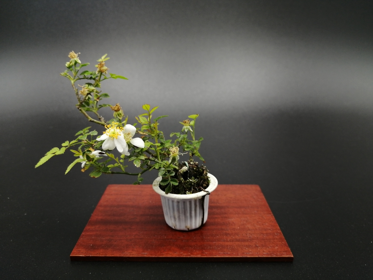 f:id:tokyobonsai:20210529140215j:plain