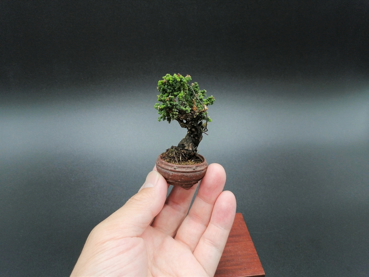 □石化ヒノキ Sekka Hinoki Cypress - 東京盆栽日記～はさみ作りと豆盆栽～