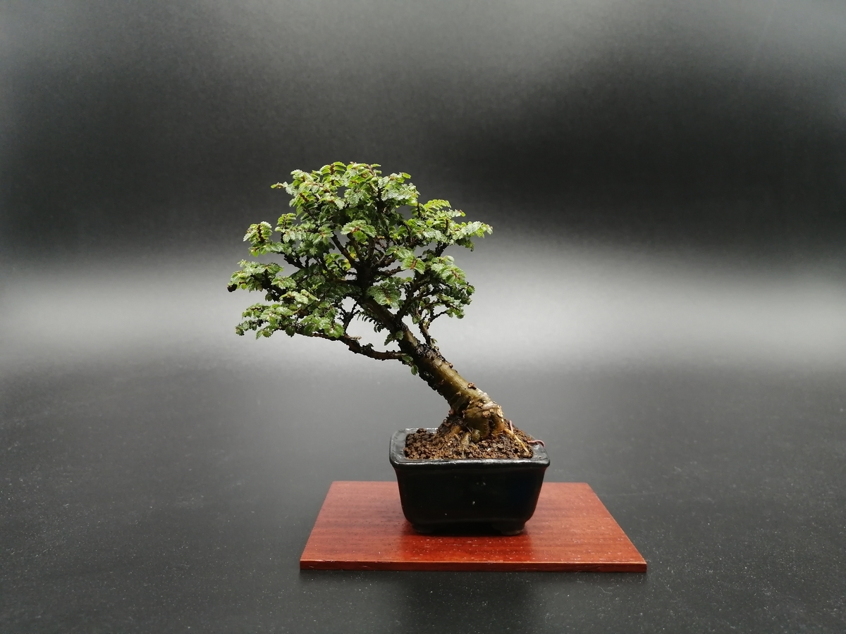 □ニレケヤキ Chinese Elm - 東京盆栽日記～はさみ作りと豆盆栽～