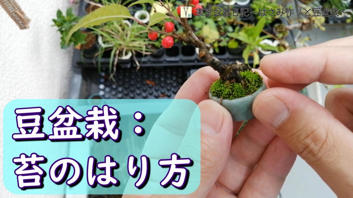 □豆盆栽 苔のはり方 - 東京盆栽日記～はさみ作りと豆盆栽～
