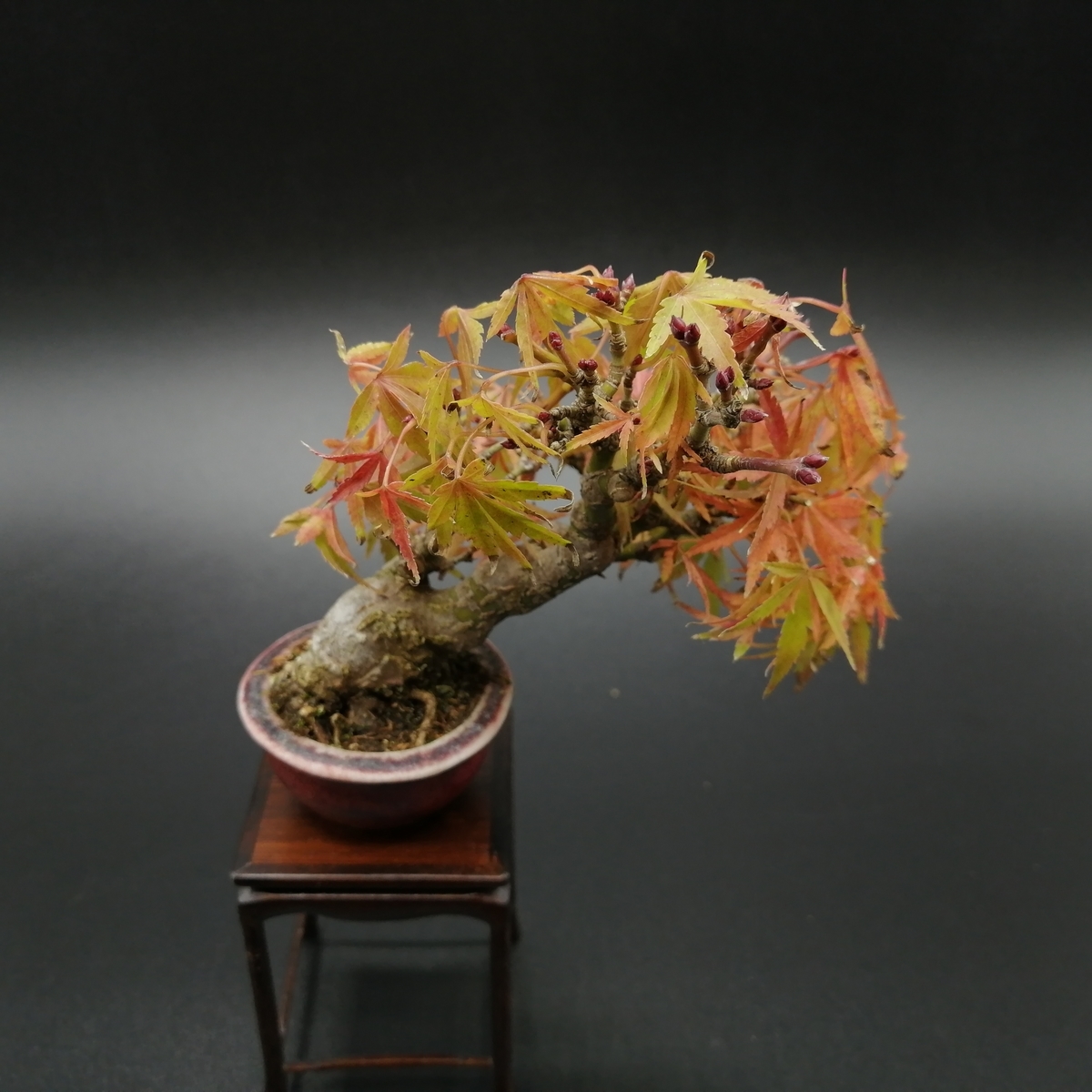 f:id:tokyobonsai:20211111173229j:plain