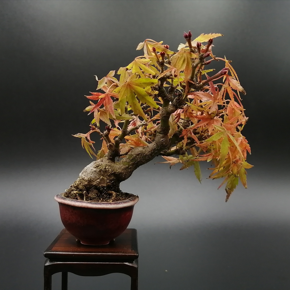 紅葉盆栽　舞姫紅葉　小品盆栽　樹高15cm (モミジ、もみじ) 紅葉盆栽モミジもみじ極太小品盆栽樹高15cm キズ無し