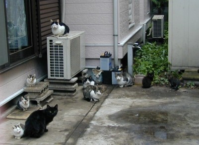 f:id:tokyocat:20090617232803j:image