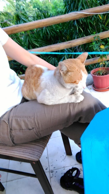 f:id:tokyocat:20191029213826j:plain