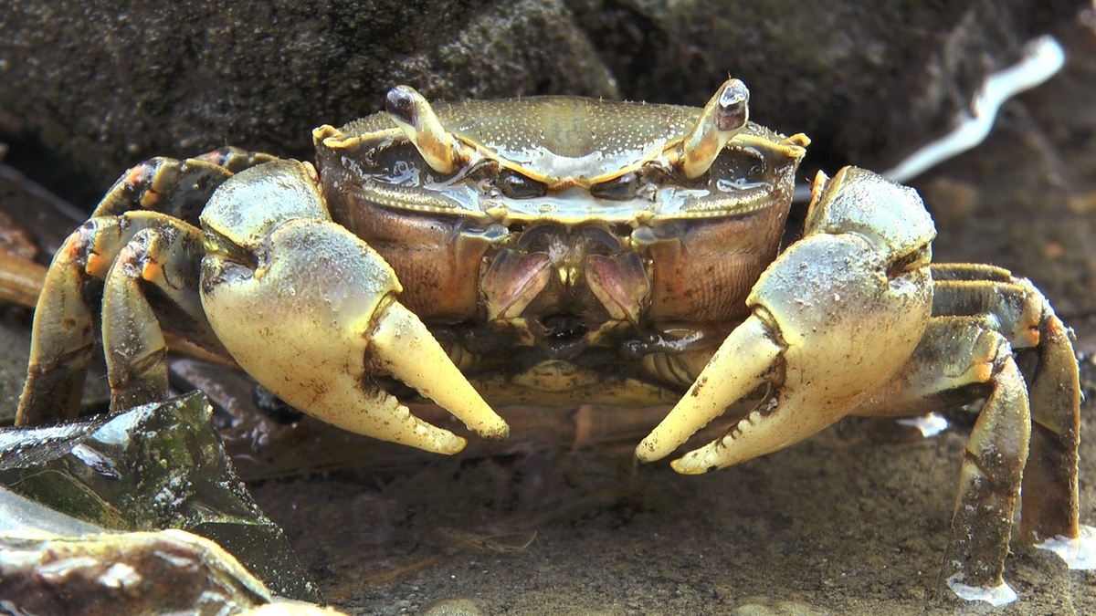 蟹の惑星」はカニづくし - 東京干潟＆蟹の惑星ブログ
