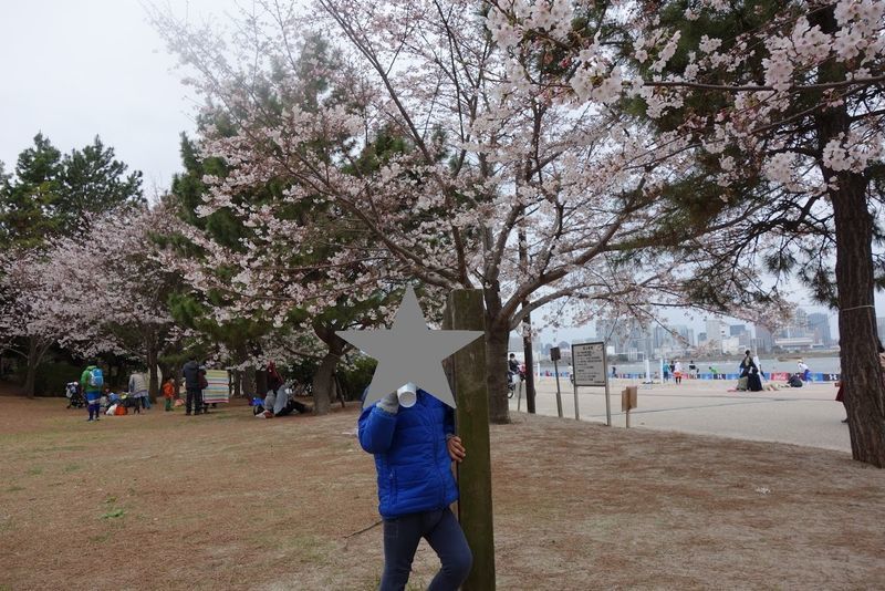 お台場の桜情報と見所をご紹介 今年は お台場でお花見しませんか Tokyo Junのお台場ブログ お台場の桜情報と見所をご紹介 今年は お台場でお花見しませんか Tokyo Junのお台場ブログ