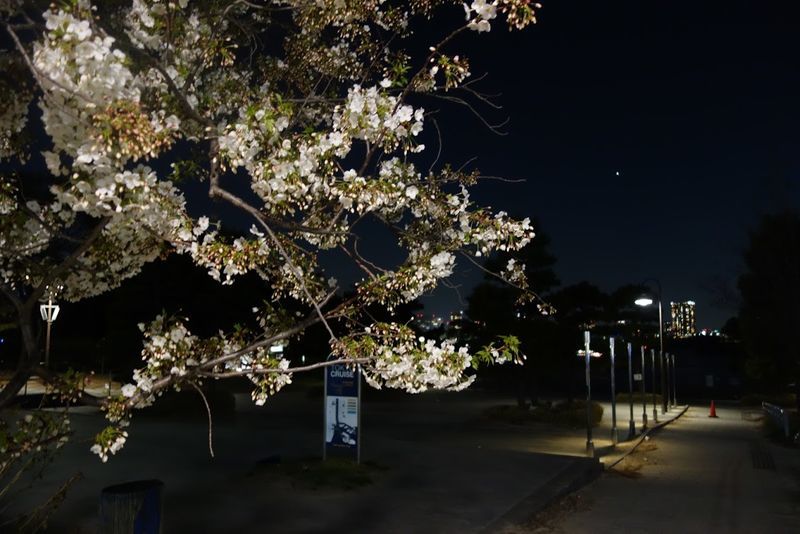 お台場の桜情報と見所をご紹介 今年は お台場でお花見しませんか Tokyo Junのお台場ブログ お台場の桜情報と見所をご紹介 今年は お台場でお花見しませんか Tokyo Junのお台場ブログ