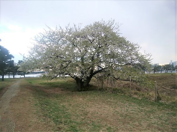 お台場の桜情報と見所をご紹介 今年は お台場でお花見しませんか Tokyo Junのお台場ブログ お台場の桜情報と見所をご紹介 今年は お台場でお花見しませんか Tokyo Junのお台場ブログ