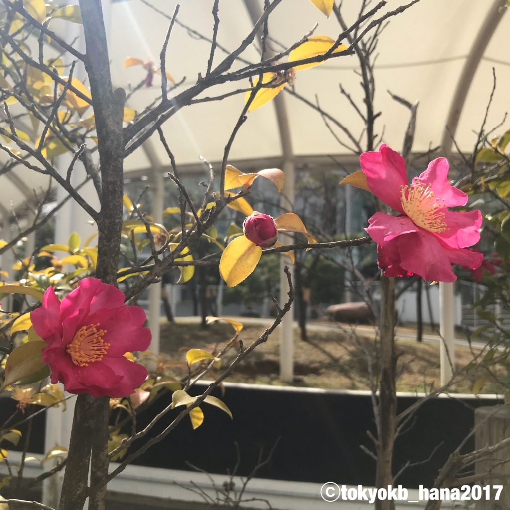 f:id:tokyokb_hana2017:20180305110815j:plain f:id:tokyokb_hana2017:20180305110815j:plain