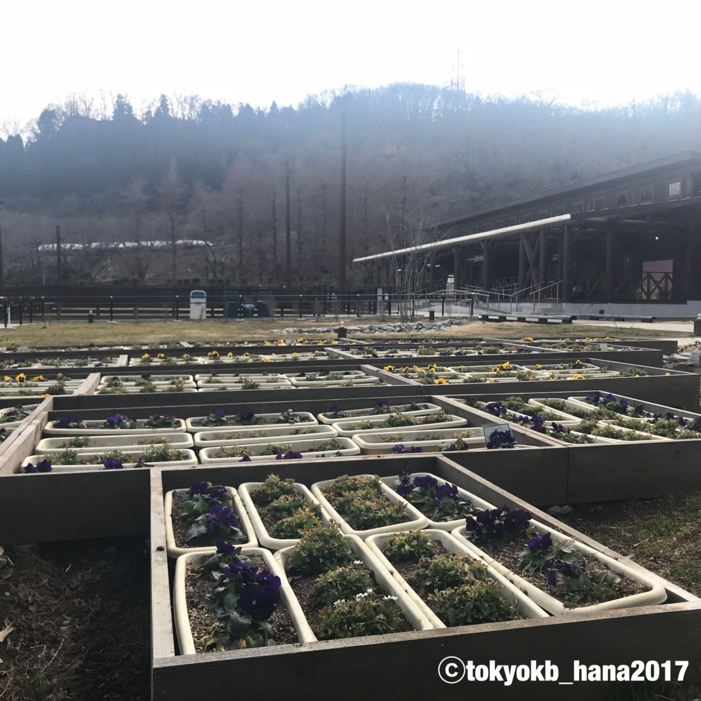 f:id:tokyokb_hana2017:20180305111313j:plain f:id:tokyokb_hana2017:20180305111313j:plain