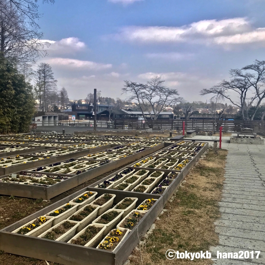 f:id:tokyokb_hana2017:20180305122035j:plain f:id:tokyokb_hana2017:20180305122035j:plain
