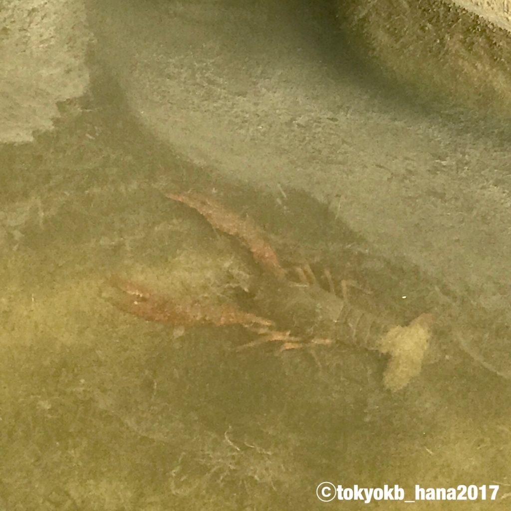 f:id:tokyokb_hana2017:20180519172248j:plain f:id:tokyokb_hana2017:20180519172248j:plain