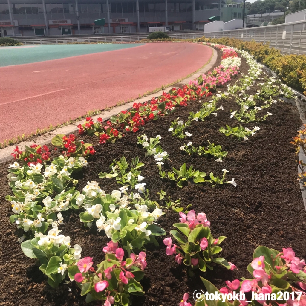 f:id:tokyokb_hana2017:20180521181833j:plain f:id:tokyokb_hana2017:20180521181833j:plain