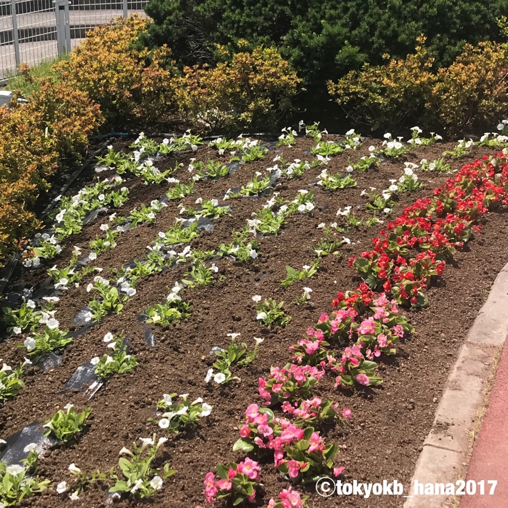 f:id:tokyokb_hana2017:20180521181915j:plain f:id:tokyokb_hana2017:20180521181915j:plain