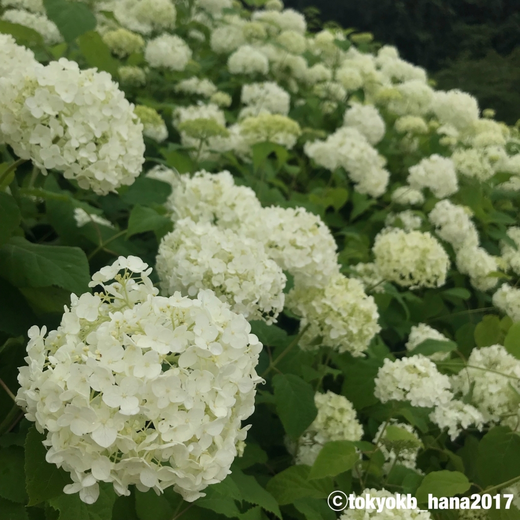 f:id:tokyokb_hana2017:20180620143519j:plain f:id:tokyokb_hana2017:20180620143519j:plain