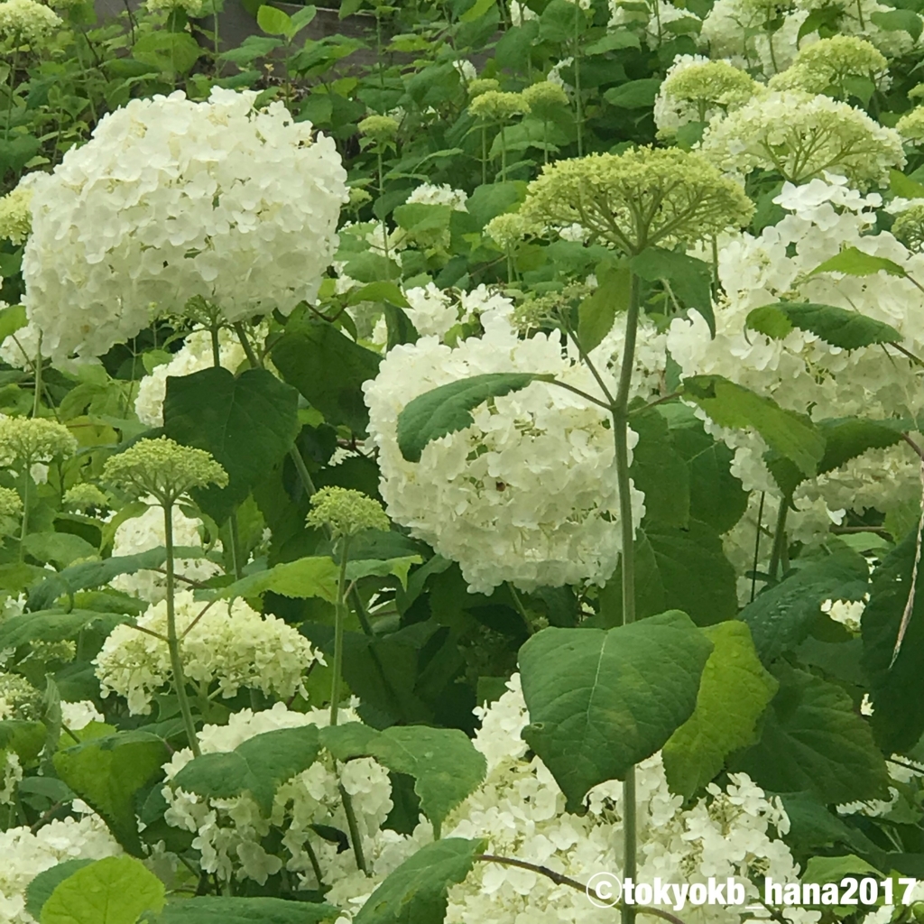f:id:tokyokb_hana2017:20180620143545j:plain f:id:tokyokb_hana2017:20180620143545j:plain