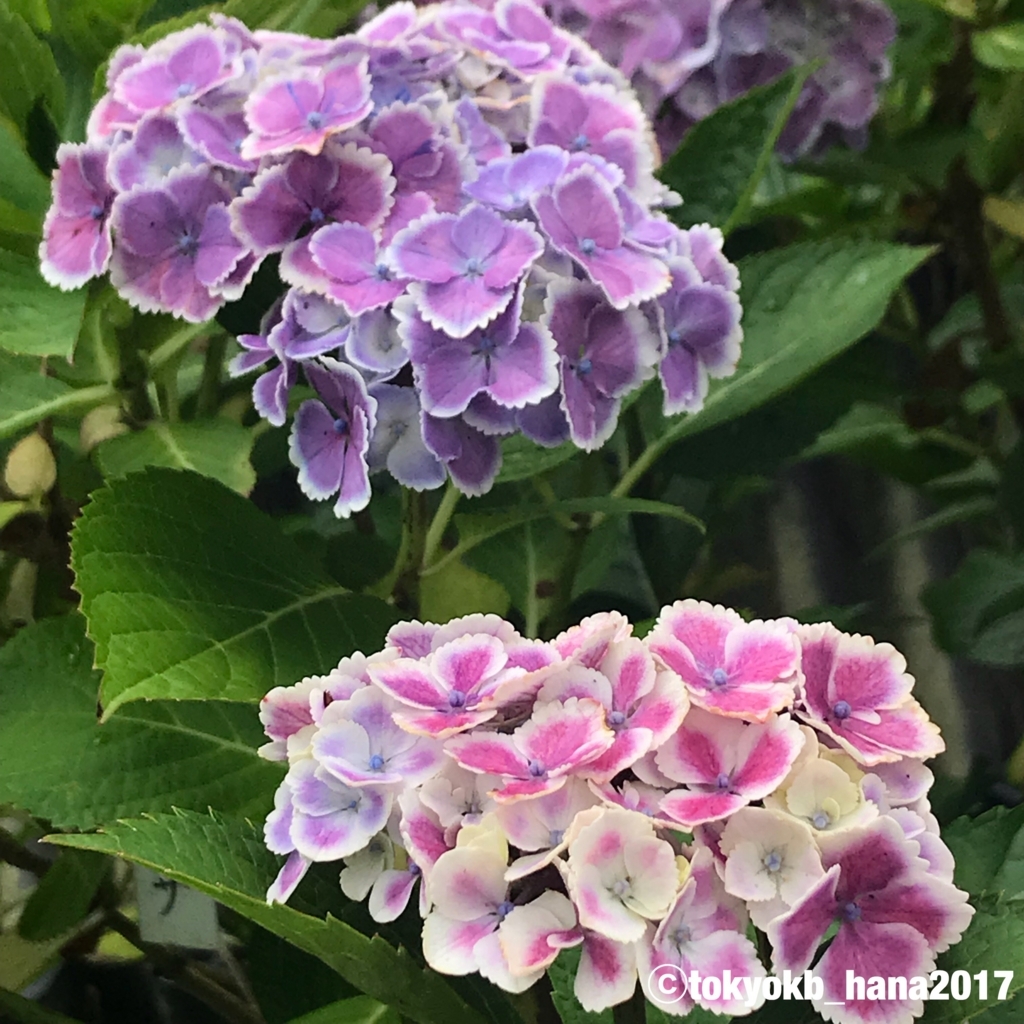 f:id:tokyokb_hana2017:20180620144513j:plain f:id:tokyokb_hana2017:20180620144513j:plain