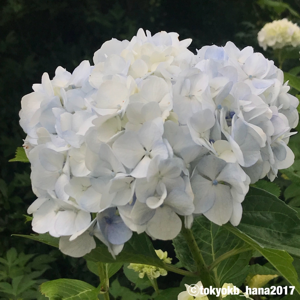 f:id:tokyokb_hana2017:20180620144534j:plain f:id:tokyokb_hana2017:20180620144534j:plain
