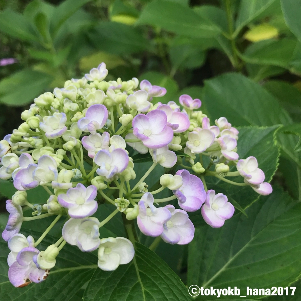 f:id:tokyokb_hana2017:20180620144556j:plain f:id:tokyokb_hana2017:20180620144556j:plain