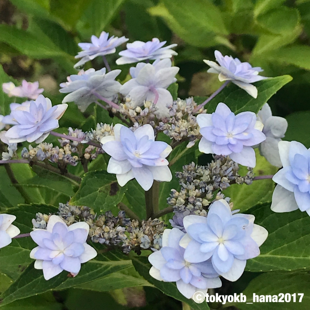 f:id:tokyokb_hana2017:20180620144616j:plain f:id:tokyokb_hana2017:20180620144616j:plain