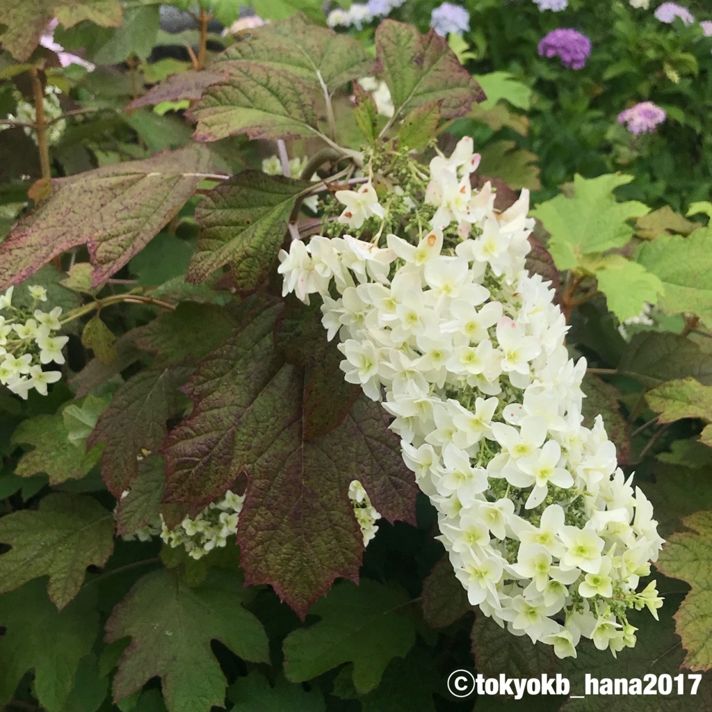 f:id:tokyokb_hana2017:20180620144651j:plain f:id:tokyokb_hana2017:20180620144651j:plain