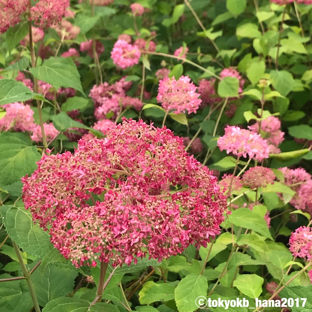f:id:tokyokb_hana2017:20180620144714j:plain f:id:tokyokb_hana2017:20180620144714j:plain
