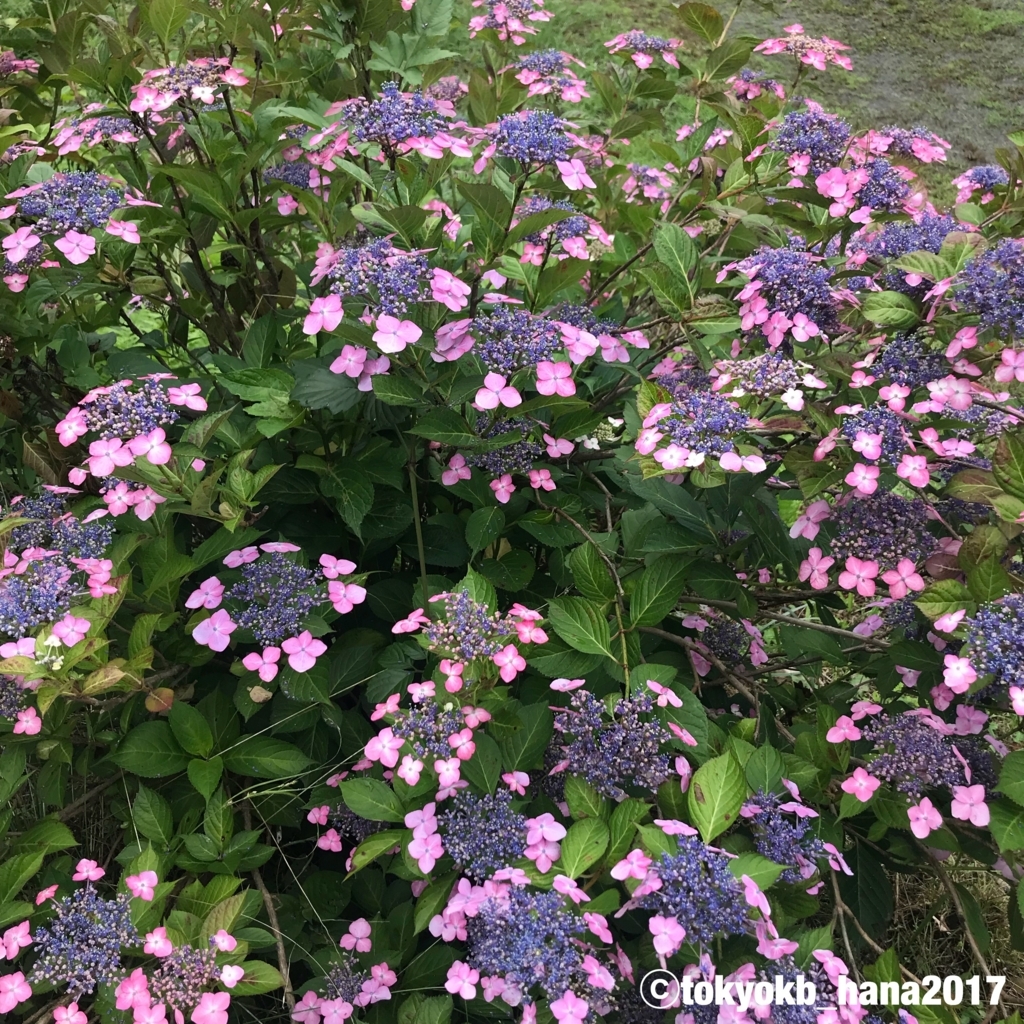 f:id:tokyokb_hana2017:20180620144737j:plain f:id:tokyokb_hana2017:20180620144737j:plain