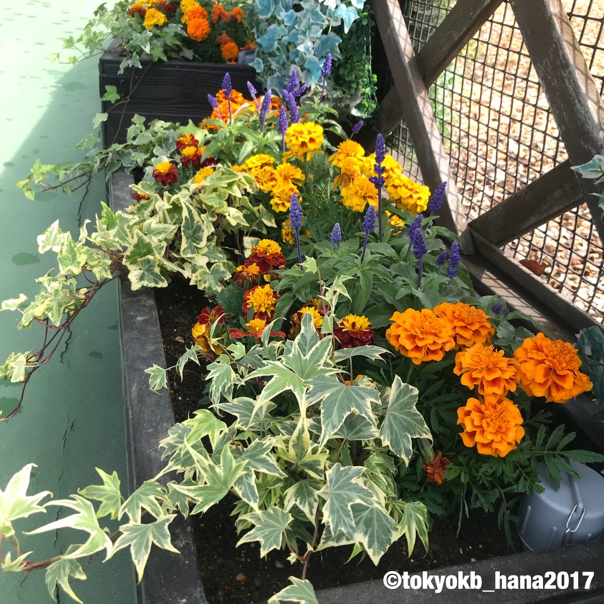 f:id:tokyokb_hana2017:20190506133326j:plain f:id:tokyokb_hana2017:20190506133326j:plain