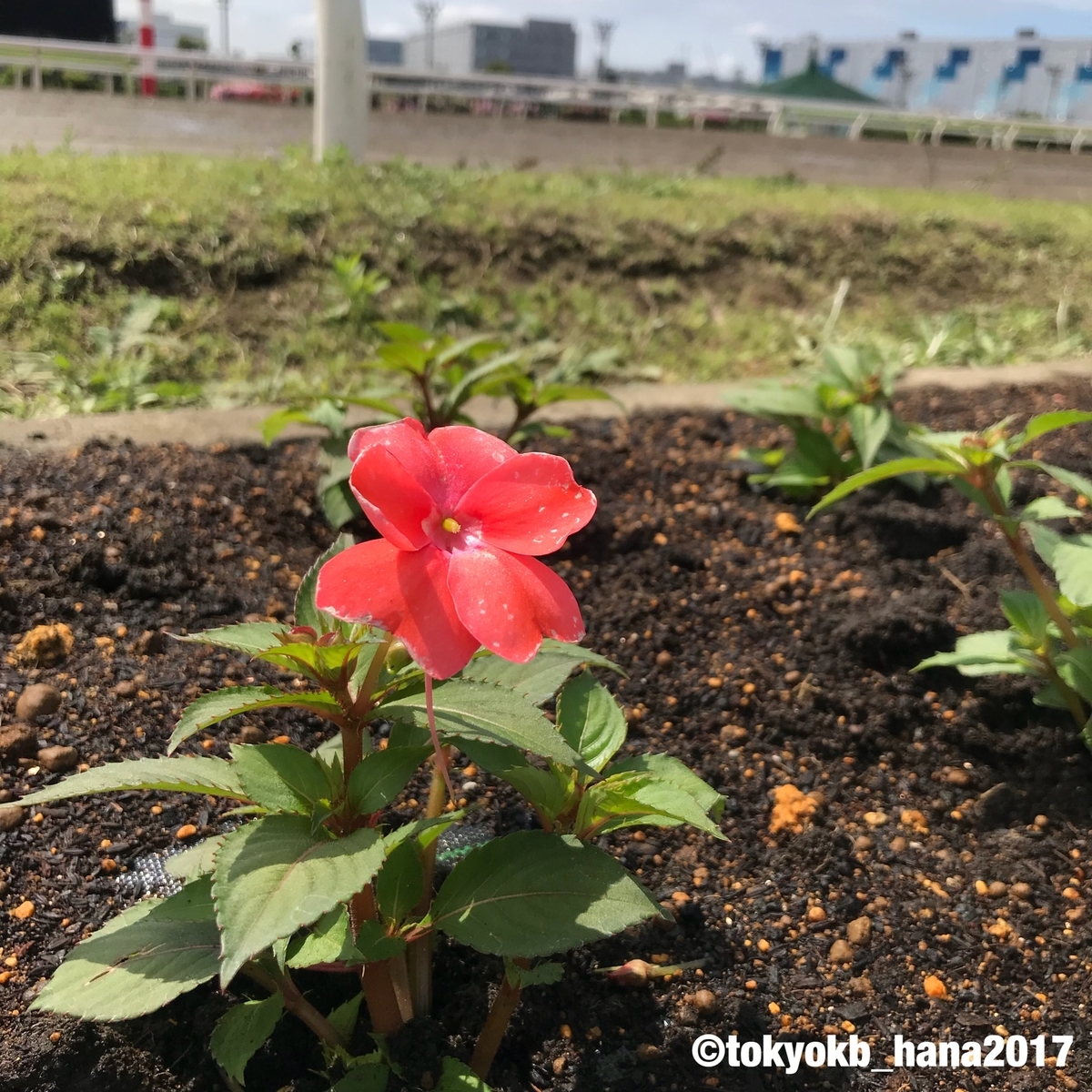 f:id:tokyokb_hana2017:20190506133353j:plain f:id:tokyokb_hana2017:20190506133353j:plain