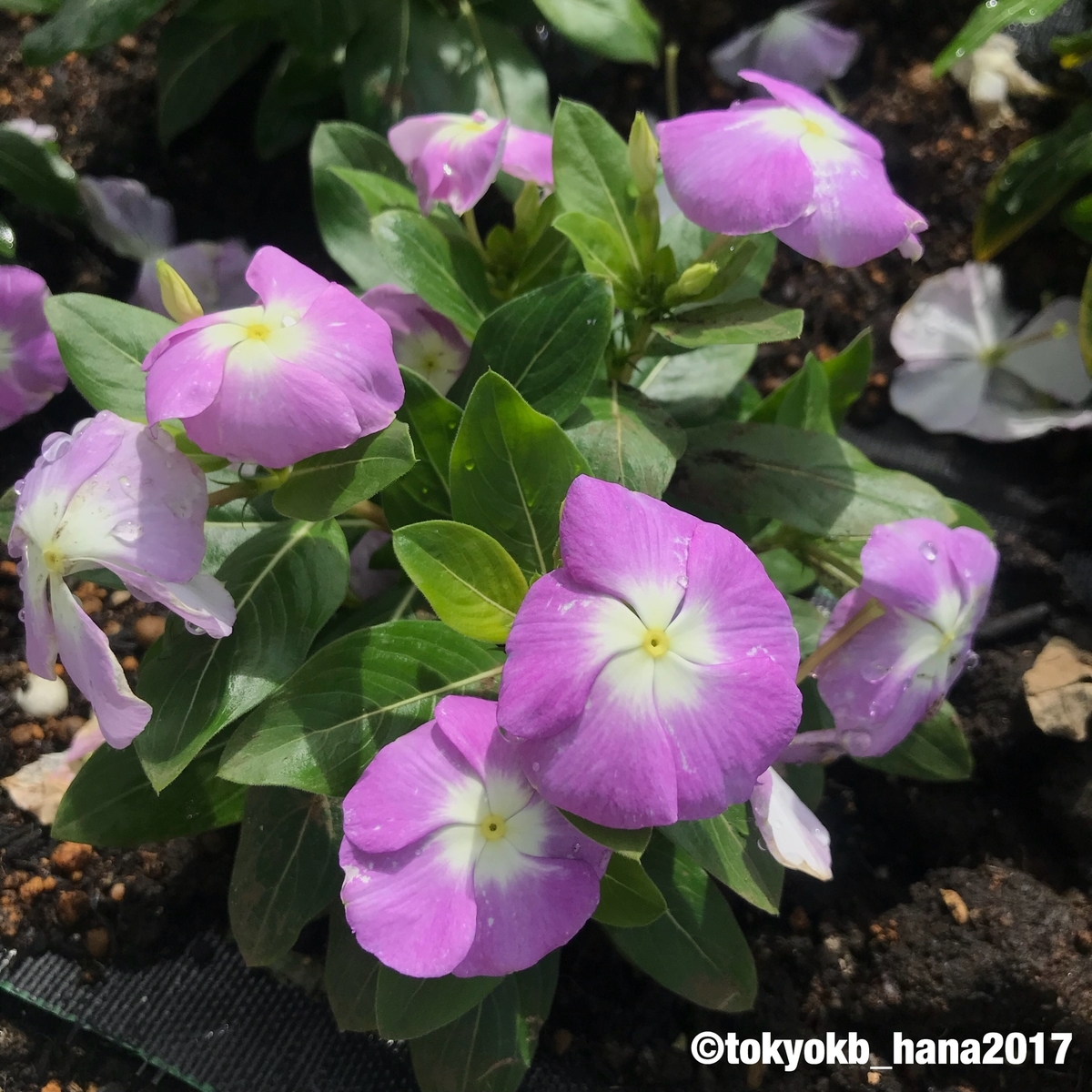 f:id:tokyokb_hana2017:20190506133713j:plain f:id:tokyokb_hana2017:20190506133713j:plain