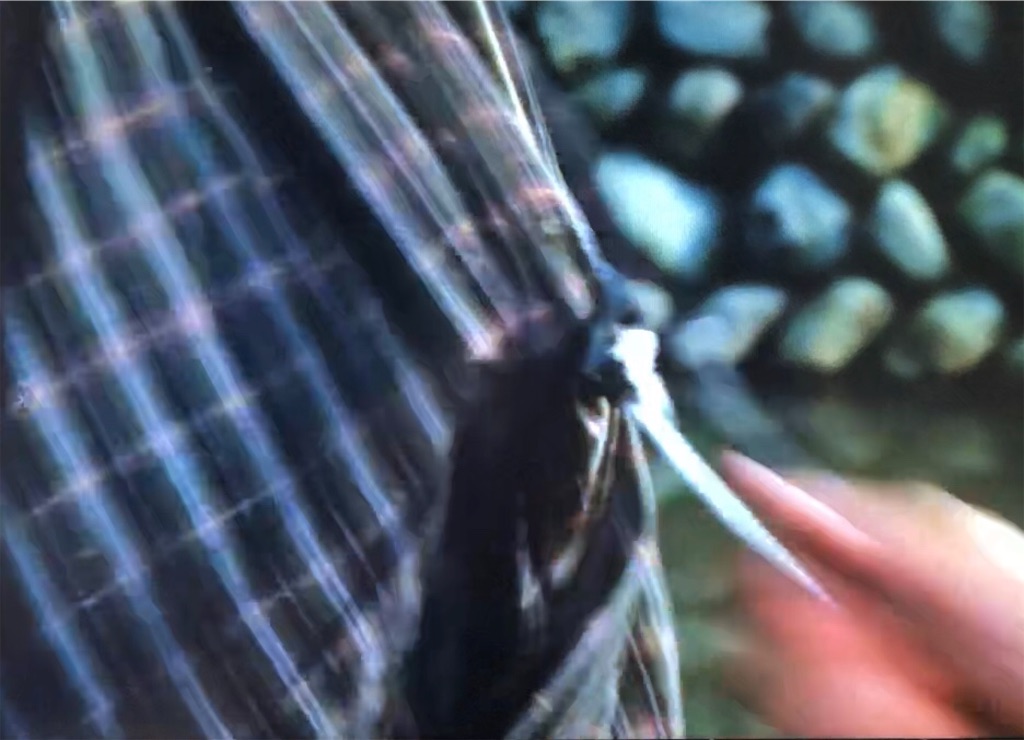 f:id:tokyokei_jidaigeki_satsueiti:20190817083200j:image