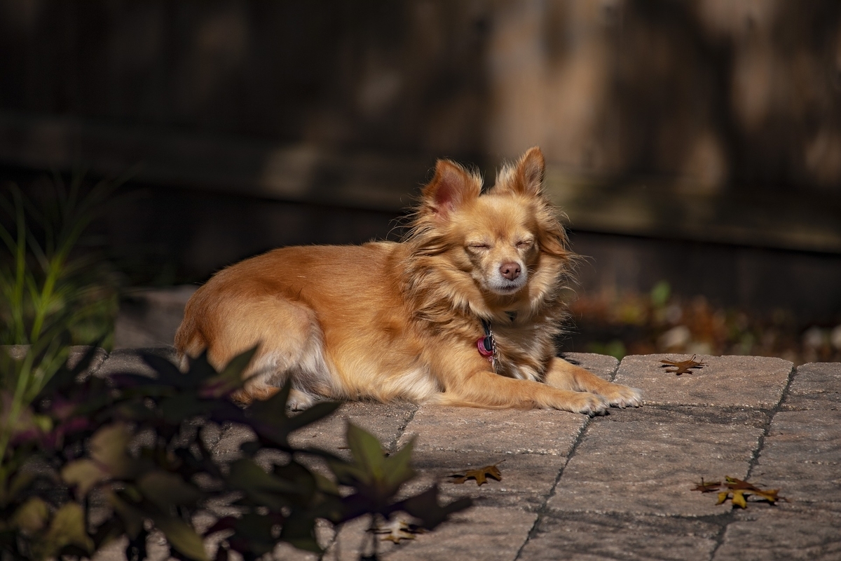 目を閉じている犬