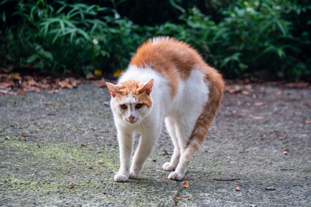 毛が逆立っている猫