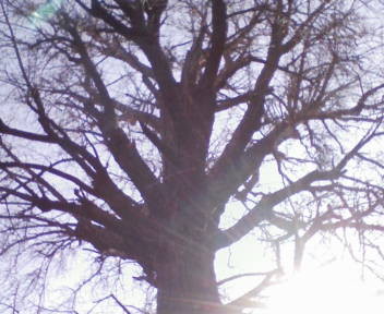 f:id:tokyomoon:20090101121645j:image f:id:tokyomoon:20090101121645j:image