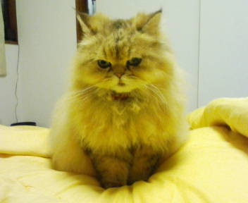 f:id:tokyomoon:20090326222111j:image f:id:tokyomoon:20090326222111j:image